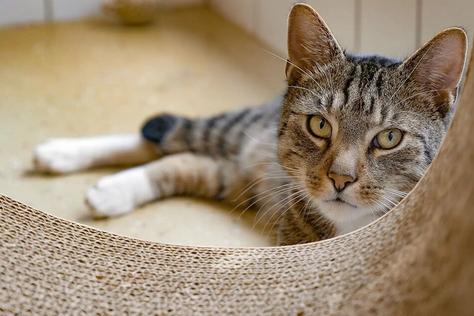 "Das bringt Kater Mailo nichts": Dieses Problem gibt es in Tierheimen immer öfter