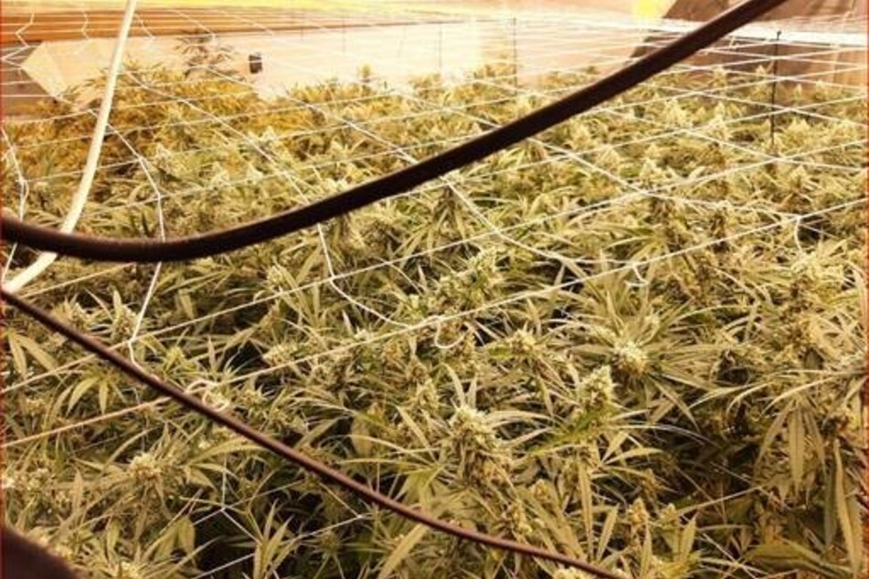Unter anderem wurden 500 Cannabispflanzen, 150 Cannabispflanzen-Setzlinge, circa 70 Kilogramm verkaufsfertiges Marihuana und hochwertige Anbautechnik sichergestellt.