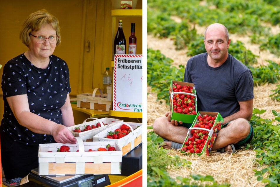 Erdbeer-Preis-Boom: Warum sind unsere Erdbeeren eigentlich so teuer?