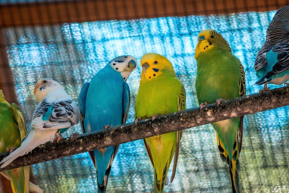 Manchmal macht es Sinn einen Vogelkäfig oder die Voliere abzudecken.