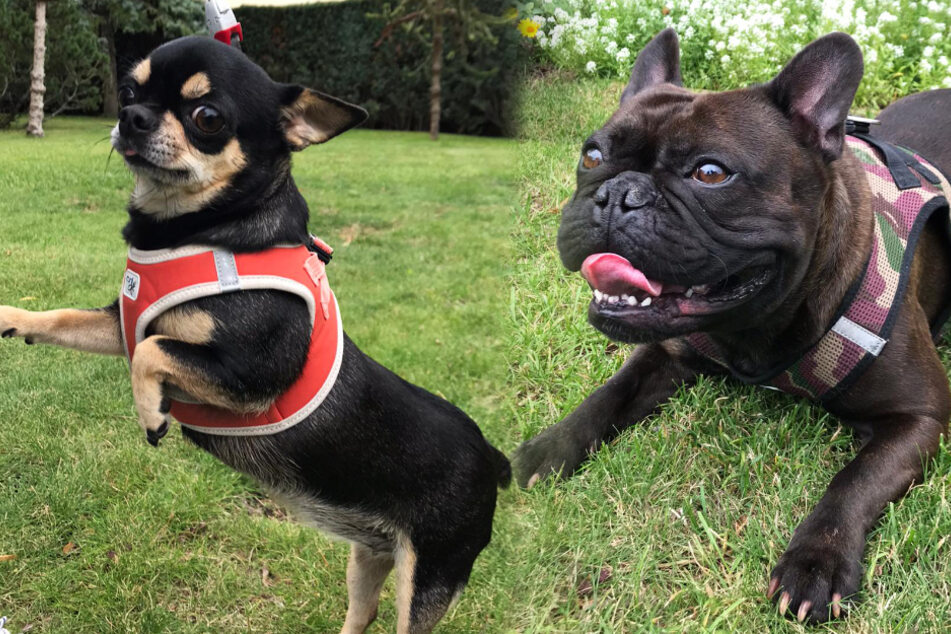 After playing in the garden, these two will probably sleep soundly.