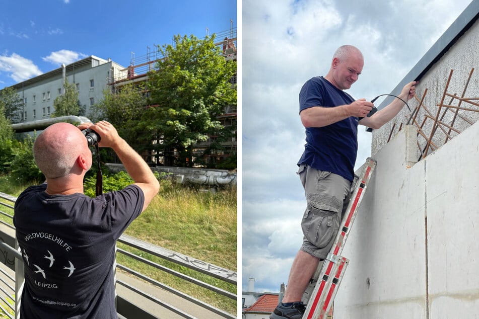 An einer Baustelle konnten die Vögel nicht mehr an ihren Brutplätzen landen, sodass Peterlein selbst tätig werden musste.