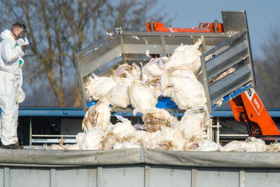 Tote Puten werden vor einem Geflügelhof nach dem Ausbruch der Geflügelpest in einen Container gekippt.