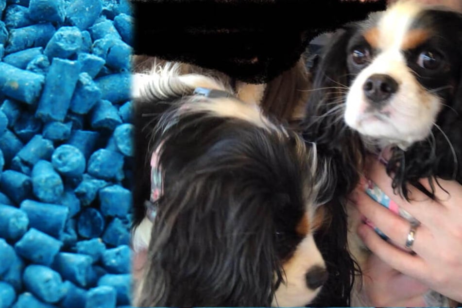 Die kleine Lily, hier mit ihrer Schwester Darcey, starb durch heimtückisch verstreutes Rattengift.