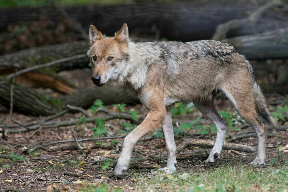 Ein von einem Auto angefahrener Wolf ist von einem Polizisten erschossen worden.