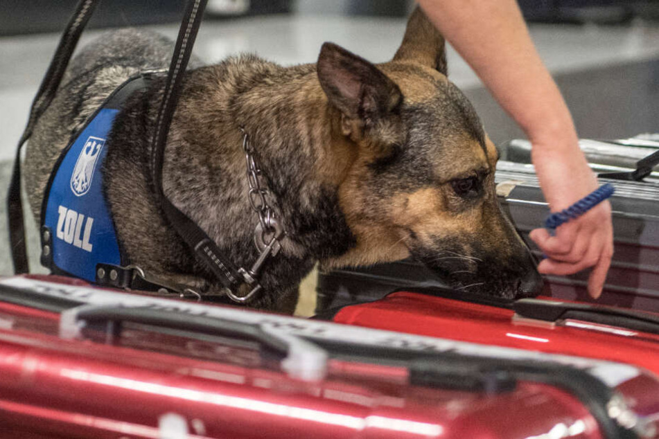 Der Spürhund ließ sich jedoch nicht beirren (Symbolfoto).