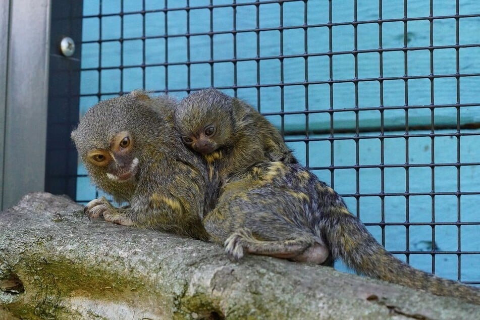 Bei den Zwergseidenäffchen im Tiergarten Kleve wurde am 5. Juni ein Jungtier geboren.
