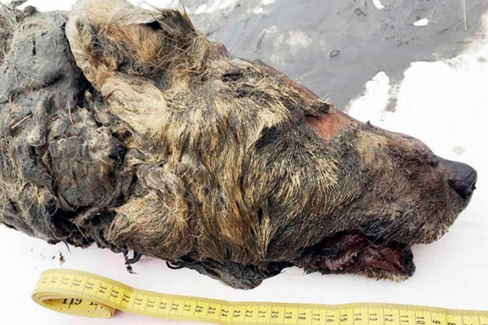 Wahnsinns-Bilder des Urviechs veröffentlichte die "Siberian Times" auf Twitter.