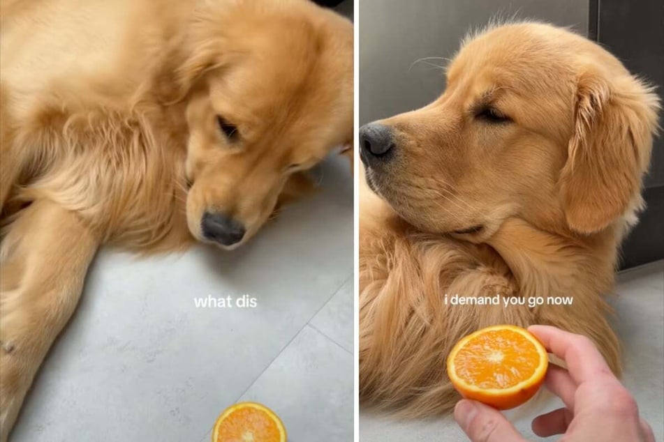 Bearson the (admittedly somewhat melodramatic) Golden Retriever dog is clearly not a fan of fruit, as a hilarious viral TikTok video shows.