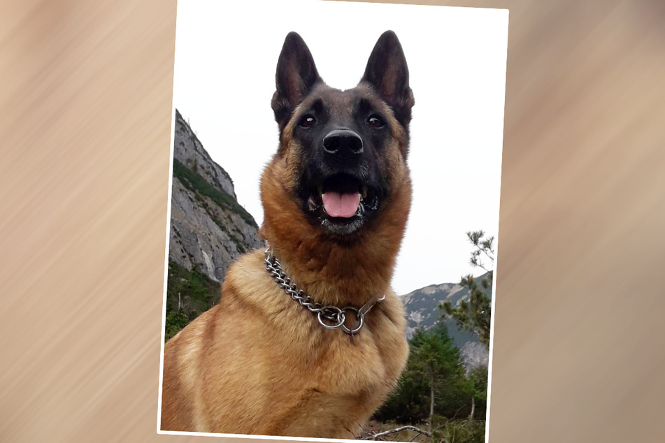 Polizeihund "Anuk vom Wolfsgrabenweg" schnappte einen mutmaßlichen Einbrecher.