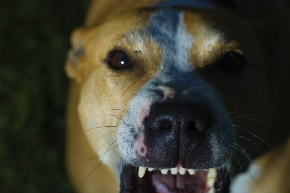 Der Hund biss einen 20-jährigen Mann auf dem Parkplatz. Er kam mit leichten Verletzungen davon. (Symbolbild)