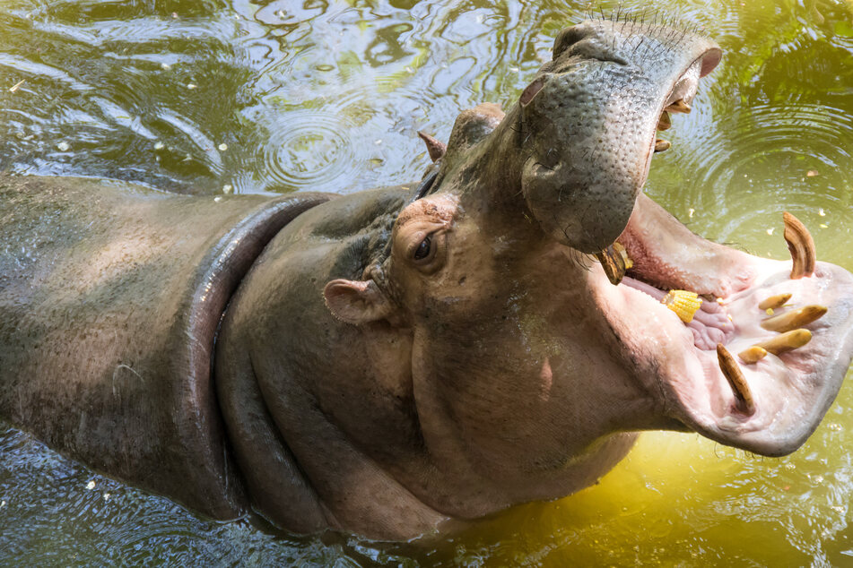 A Florida couple on safari in the Okavango Delta was shocked when a hippo rushed toward them and bit into their SUV (stock image).