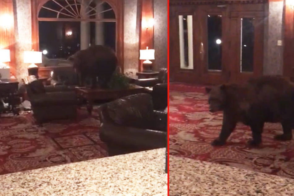 Tierische Inspektion: Dieser Bär nahm eine Hotellobby mal genauer unter die Lupe.