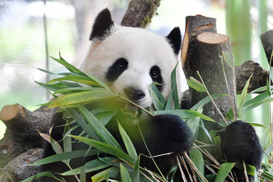 Hier Steht Berlin Schlange Fur Seine Pandas 24