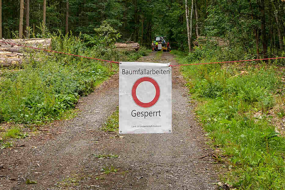 Wegen Fällungen werden nahe Waldwege derzeit sicherheitshalber abgesperrt.