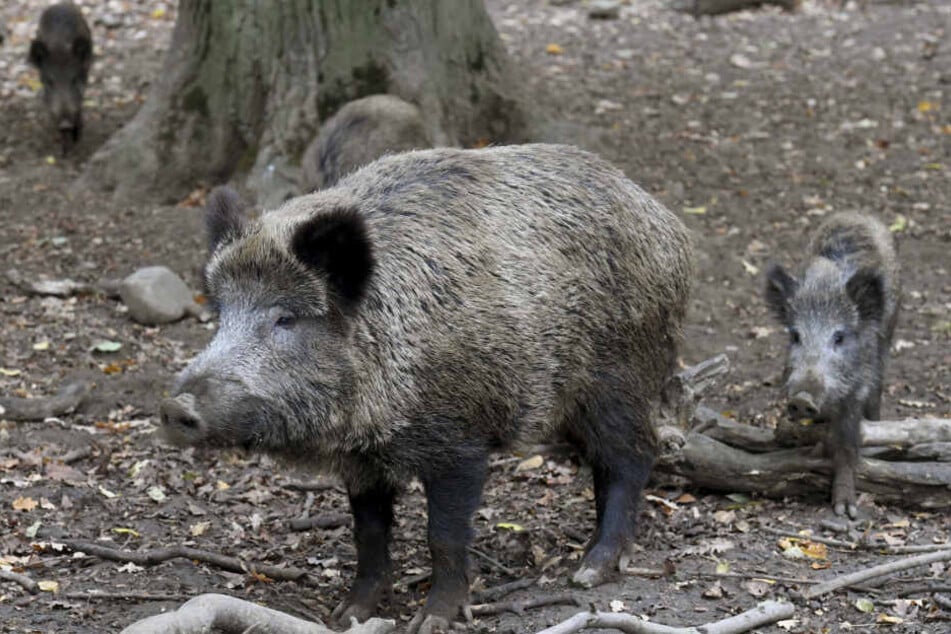 Die Anzahl nachgewiesener Fälle von Afrikanischer Schweinepest bei verendeten Wildschweinen hat sich nunmehr auf 20 erhöht. (Symbolbild)
