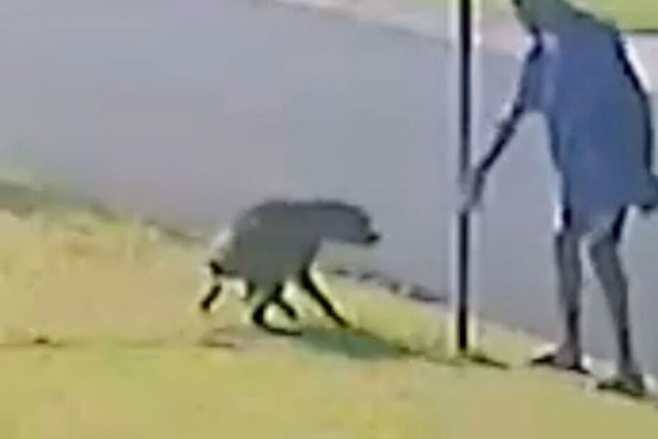 Noch ist unklar, ob der Hund dem Mann gehört.