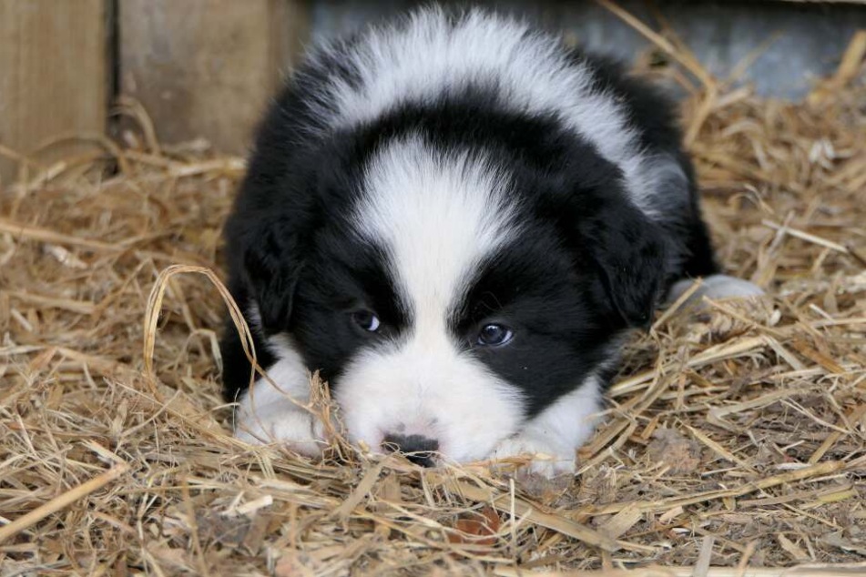 Cute little puppies will grow big and strong even on a vegan diet – but only if they are given the right nutrients.