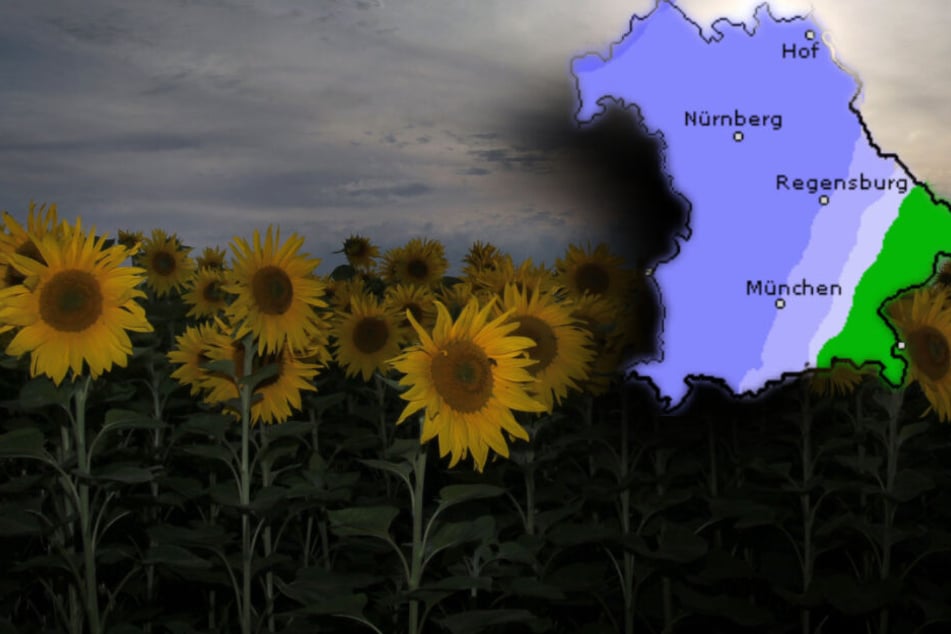 Sonnenblumen vor Regenwolken in Niederbayern: Das Wetter in Bayern soll am Wochenende wechselhaft werden. (Bildmontage)
