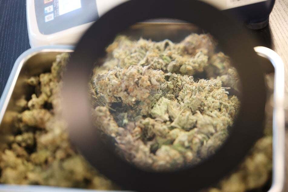 Die Ernte fällt aus: Die Polizei hat bei einer Razzia in mehreren Geschäftsräumen 1487 Cannabispflanzen in unterschiedlichen Wachstumsstadien sichergestellt. (Symbolbild)