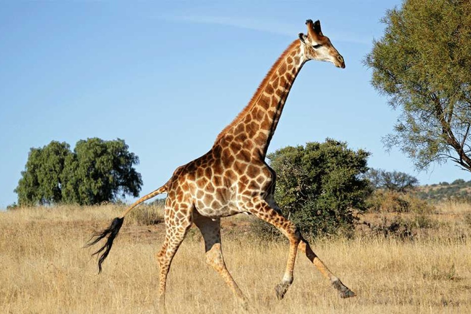 Die Giraffe zeigte sich extrem aggressiv (Symbolbild).