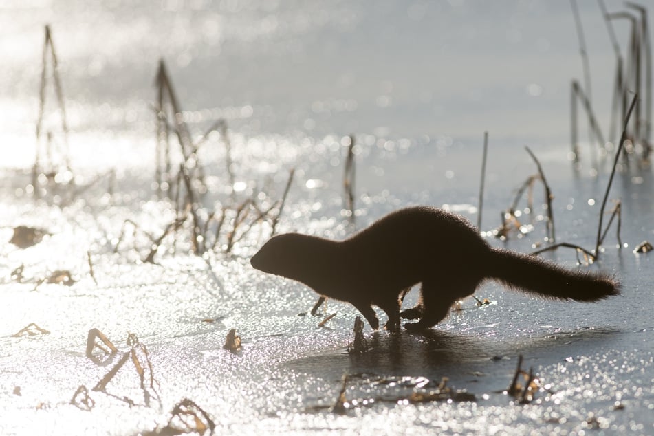 Der Mink gehört zur Familie der Marder und sei in Thüringen mittlerweile dauerhaft etabliert.