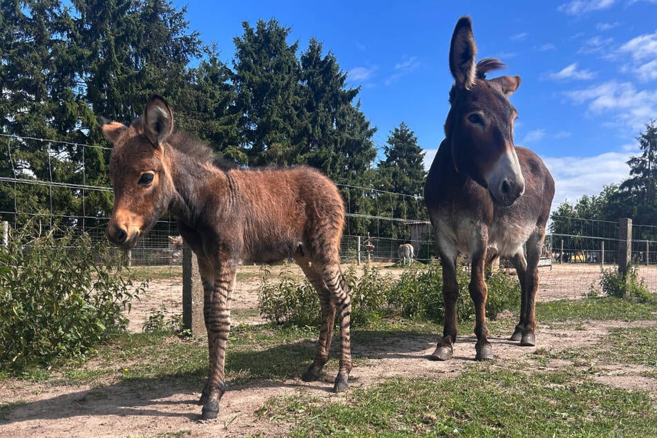 Eine Eselmama hat im Tiererlebnispark Müritz einen Zebresel zur Welt gebracht.