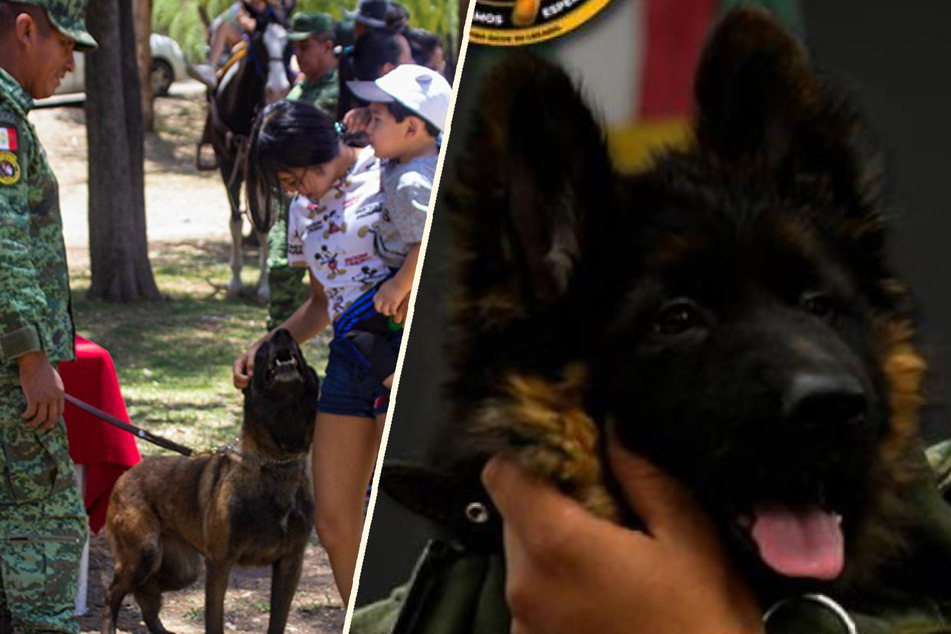 Aus Dankbarkeit: Türkei schenkt Mexiko einen süßen Rettungshund