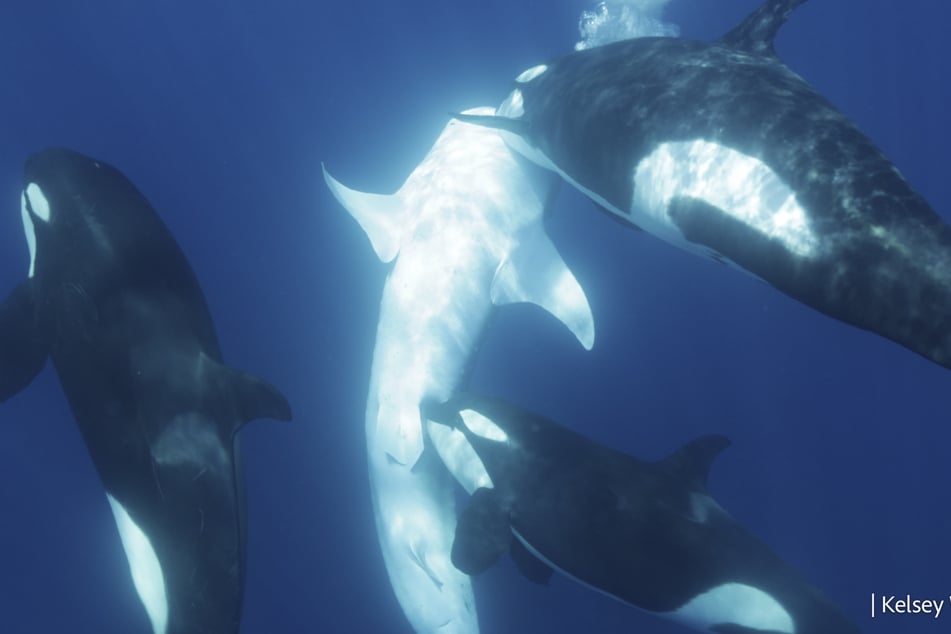 Se han observado grupos de orcas matando y comiéndose tiburones ballena frente a las costas de México.