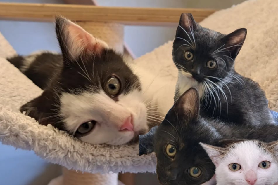 Leipzig: Bereit für den Start ins Leben: Leipziger Tierheim sucht neues Zuhause für süße Katzenkinder