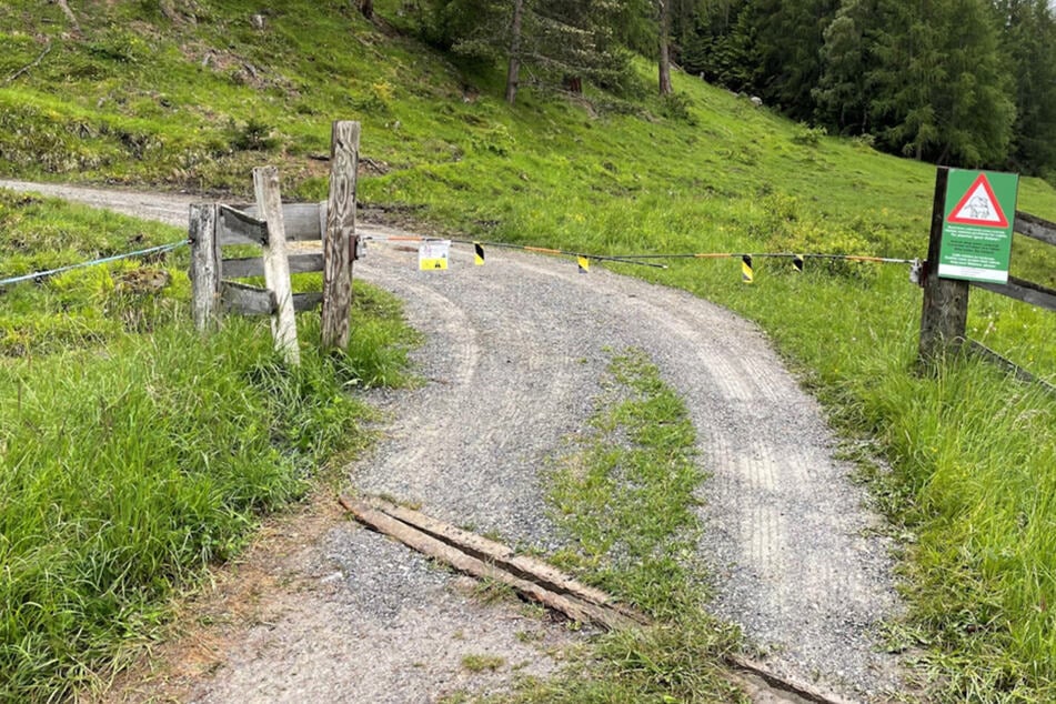 Hunde springen in Kuhherde: Frau will helfen, dann nimmt das Unglück seinen Lauf