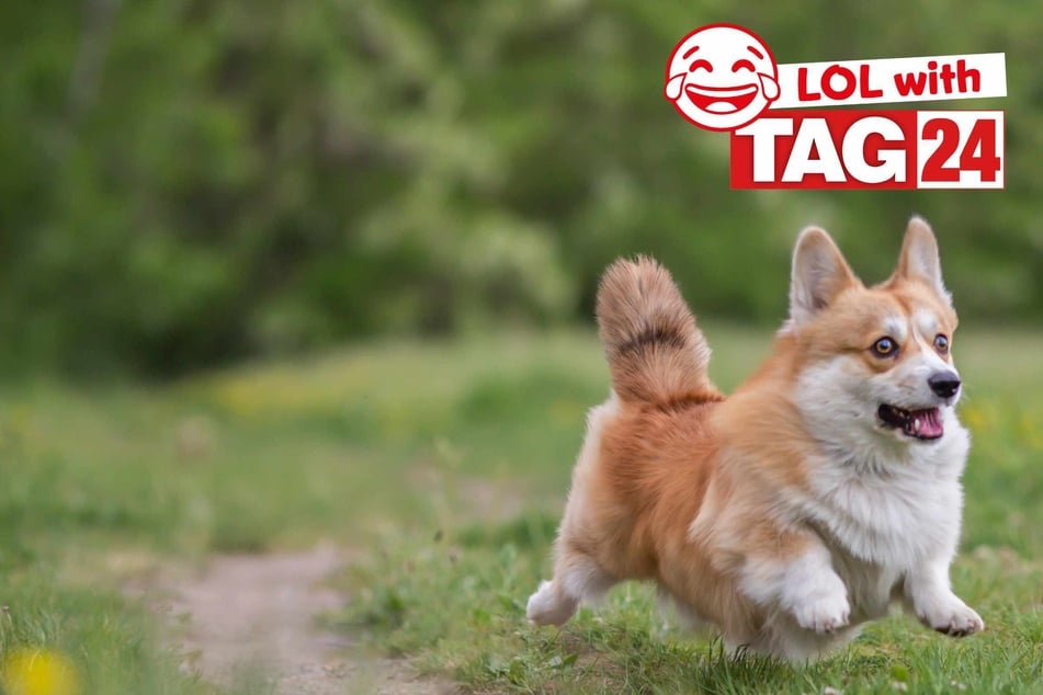 Joke of the Night for September 11, 2025: A dog joke to make you smile.
