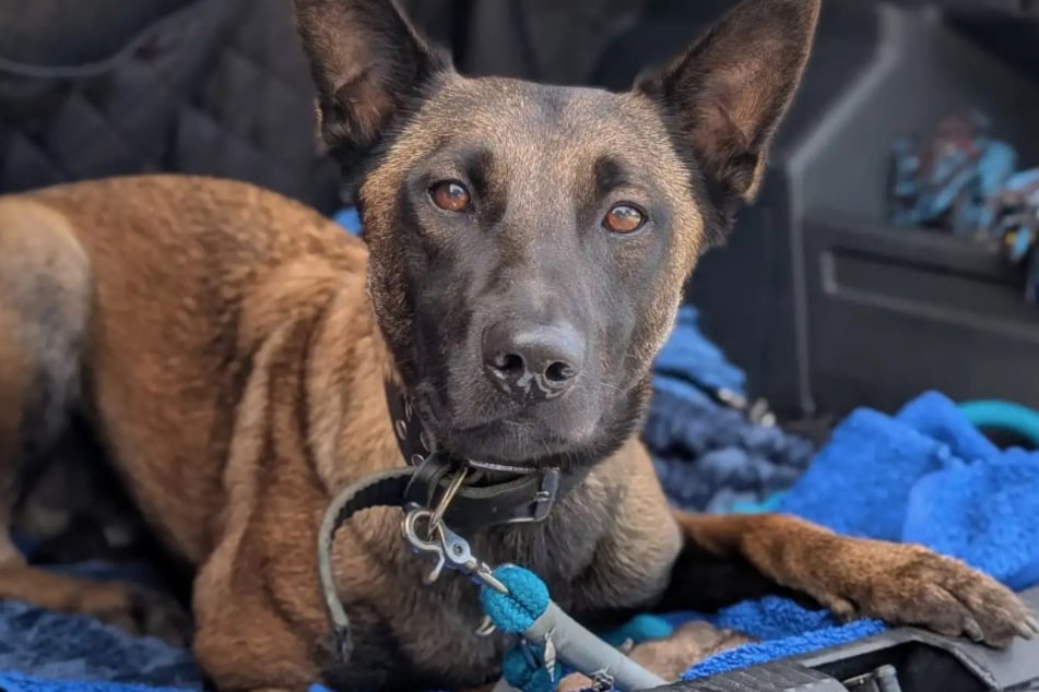 Malinois Lando aus dem Hamburger Tierheim sucht ein liebevolles Zuhause.