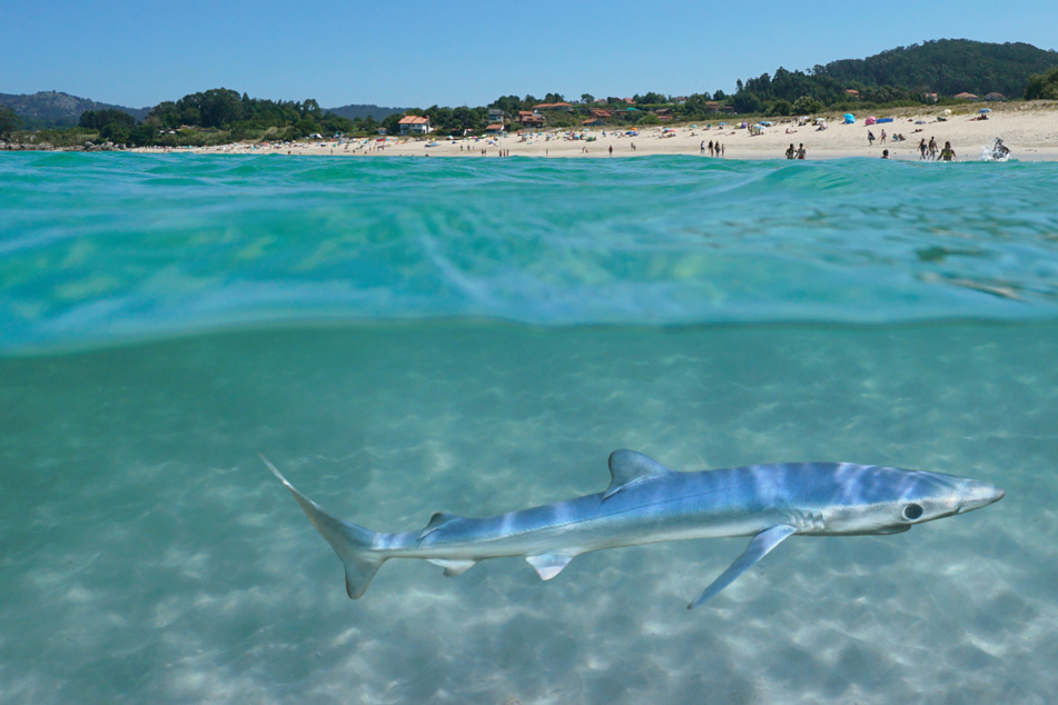 Hai kreist in Mallorca ziellos am Strand, Menschen ergreifen die Flucht