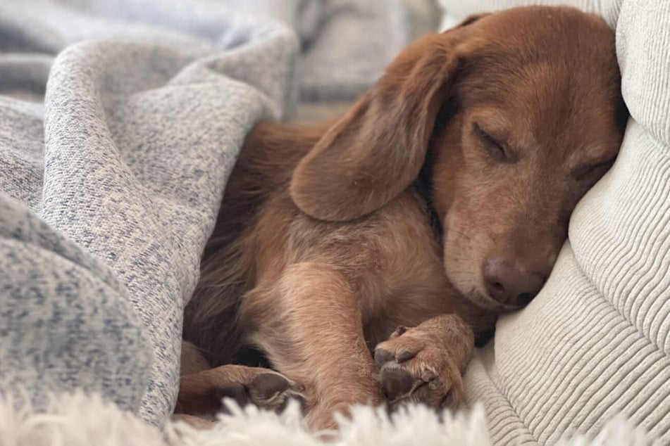 Hund Copper wurde aufgepäppelt und genießt nun seinen Lebensabend in einer liebevollen Familie.