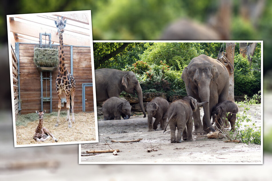 Die Taufe des kleinen Giraffen-Babys gab den Startschuss für die 145. Saison des Zoos. Gut vier Monate später kam der vierte Leipziger Elefant binnen 10 Monaten auf die Welt.