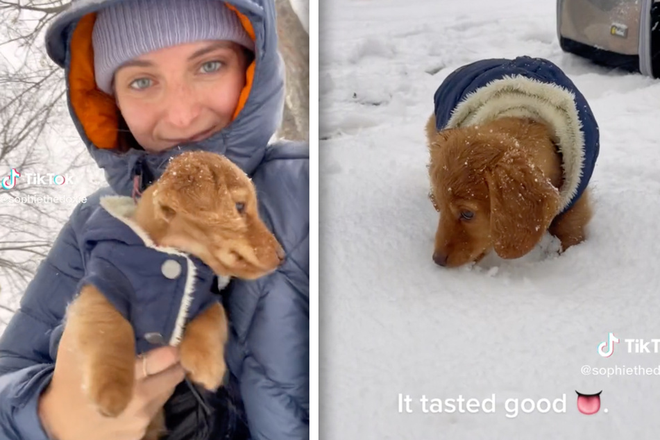 Mini dachshund puppy's first encounter with snow has millions melting