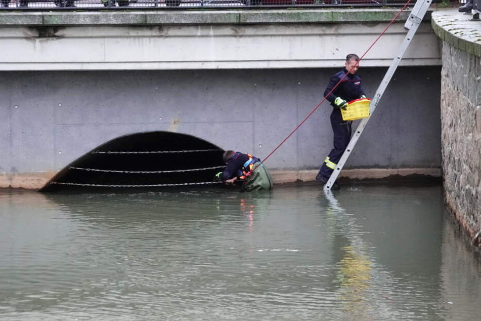 Die Einsatzkräfte "fischten" die kleinen Tierchen aus dem Wasser und brachten sie in Sicherheit.