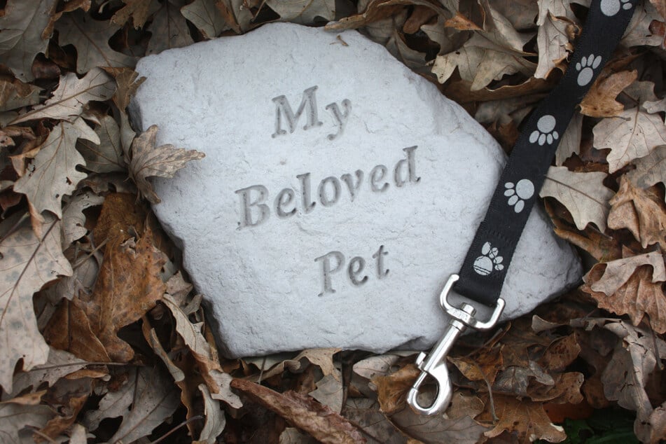 When your dog dies: How to prepare for and mourn your pet's death