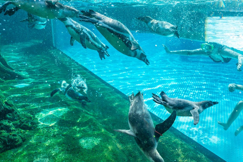 Hier gibt's Gutscheine für das Pinguinbad im Spreewald