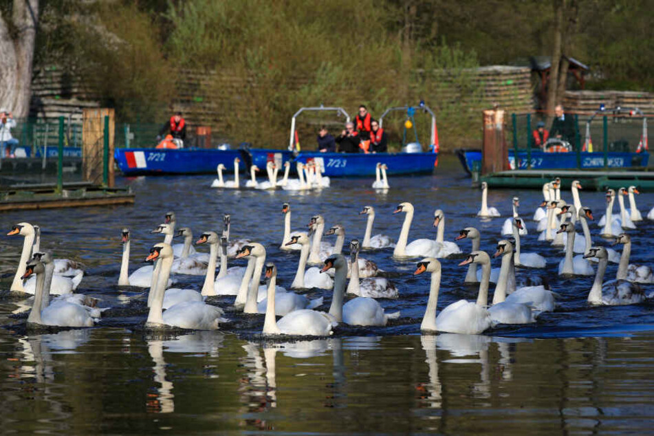 Schwanenvater Olaf Nieß und seine Mitarbeiter begleiteten mit Booten die Alsterschwäne in Richtung Außenalster. Jedes Jahr werden die Tiere aus ihrem Winterquartier am Eppendorfer Mühlenteich zurück auf die Alster und ihre Seitenarme gebracht