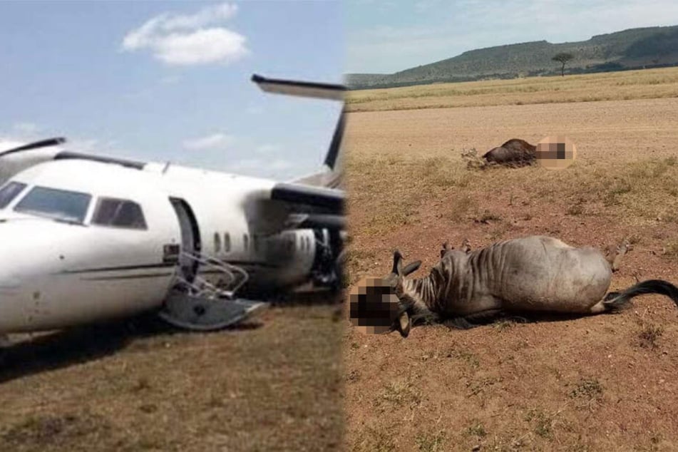 Zwei Gnus konnten die Landebahn nicht mehr rechtzeitig verlassen.
