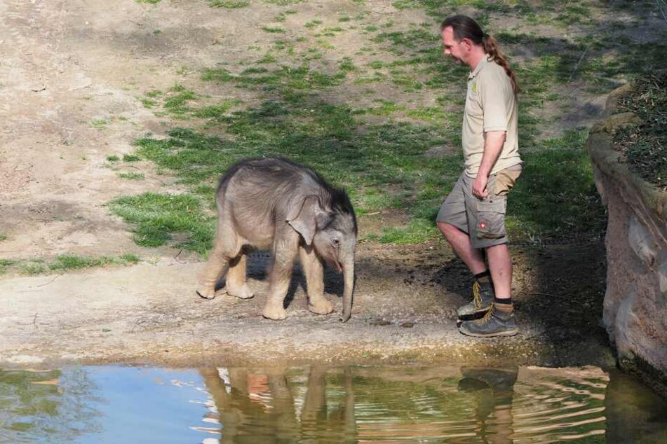Kurzer Ausflug zur Wasserstelle: Die Besucher bekamen das Jungtier an jeder Stelle des Außenbereichs zu sehen.