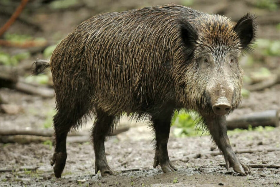 Für WIldschweine könnte der Befall von Afrikanischer Schweinepest zum Tod führen.