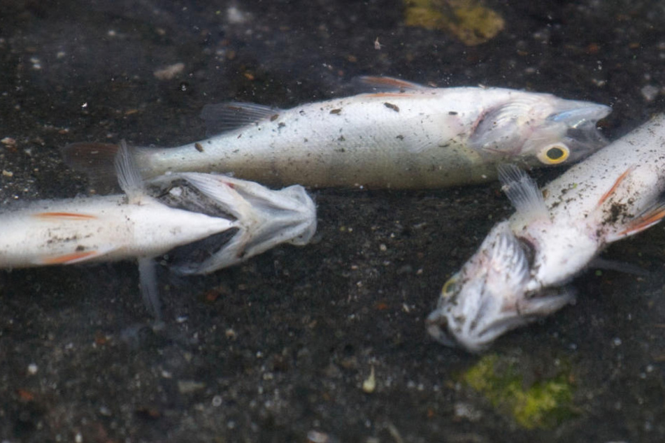 Nur ein Teil der toten Fische würde an der Wasseroberfläche treiben (Archivbild).