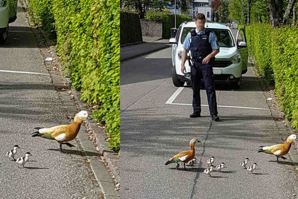 Die Gänsefamilie konnte unter Geleitschutz der Polizei und des Vogelschutzvereins sicher zur Wiese am Fluss gebracht werden.