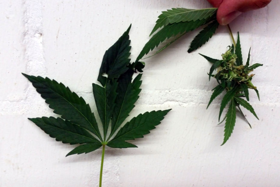 Neben den beiden Streithähnen entdeckten die Beamten auch Cannabis-Pflanzen.