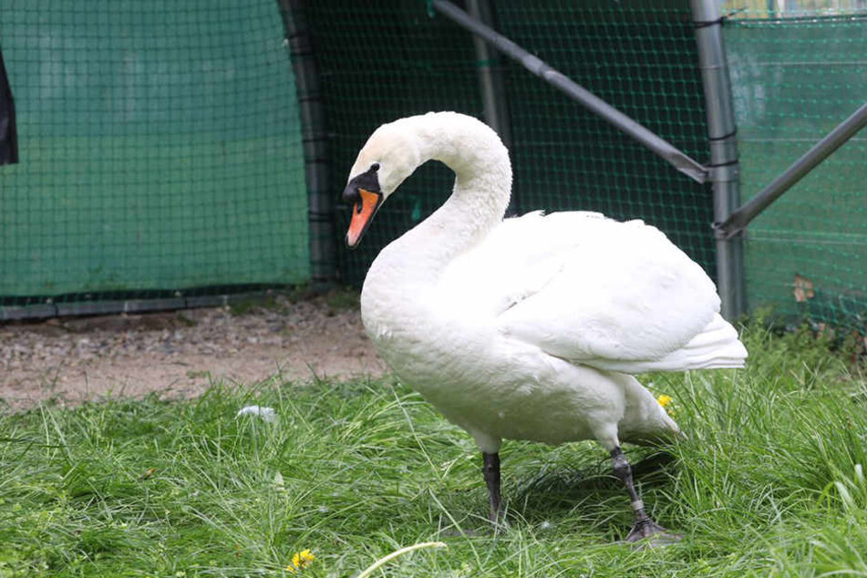 Der Schwan konnte zum Glück gerettet werden.
