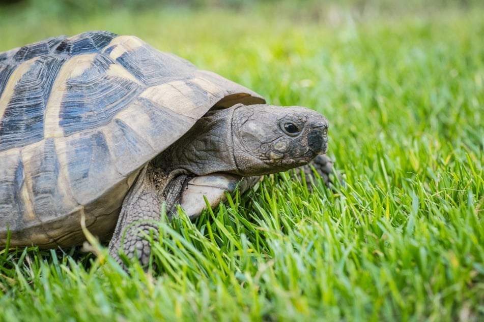 Landschildkröten werden tendenziell älter als Wasserschildkröten.