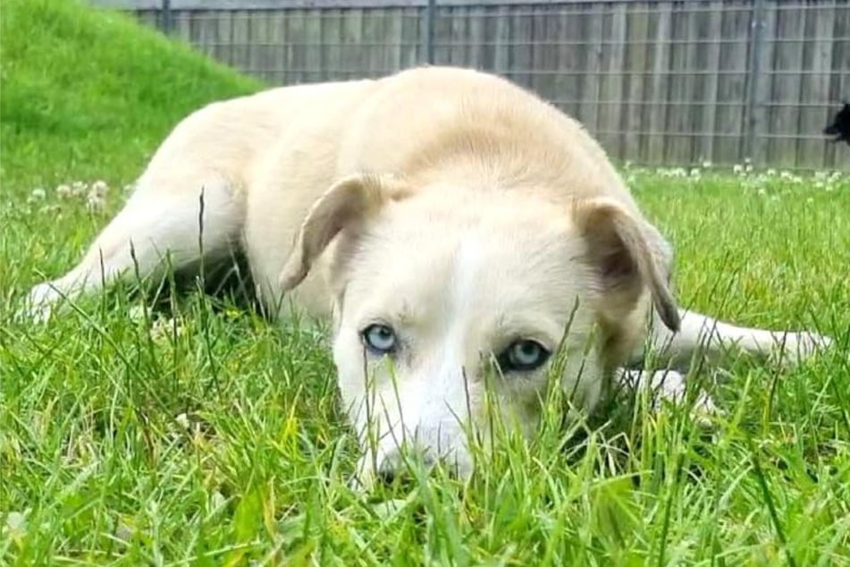 Mischlingshündin Elfi aus dem Hamburger Tierheim sucht nach einem Zuhause. Die Fellnase lebte die ersten Monate ihres Lebens auf der Straße.